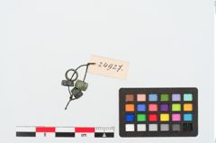 Foto von Bronzeringperle (NHMW-PRAE-024927)